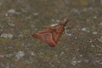 Synaphe punctalis