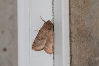 Hoplodrina octogenaria