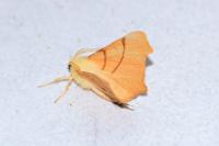 Ennomos erosaria