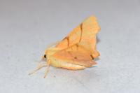 Ennomos erosaria