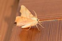 Ennomos erosaria