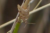 Hellula undalis