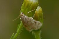 Hellula undalis
