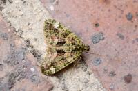 Chloroclysta siterata