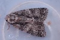 Acronicta rumicis