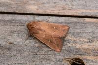 Mythimna albipuncta