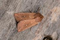 Mythimna albipuncta