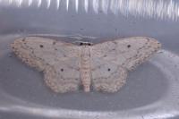 Idaea seriata
