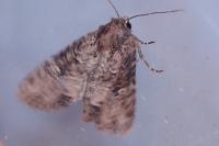Mesapamea secalis