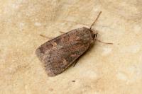 Xestia xanthographa
