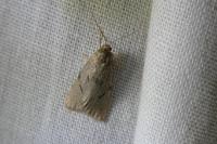 Apaidia mesogona