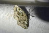 Cleorodes lichenaria
