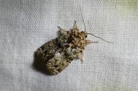 Callopistria latreillei