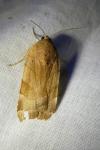 Noctua fimbriata/tirrenica