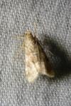 Hellula undalis