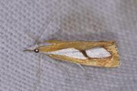 Catoptria pinella