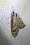 Aplocera efformata/plagiata