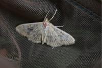 Patania ruralis