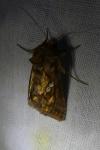 Chrysodeixis chalcites