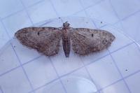 Eupithecia tenuiata