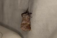 Clostera pigra