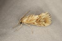 Cynaeda dentalis