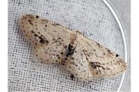 Idaea dimidiata