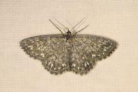 Scopula immorata