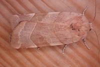 Noctua fimbriata
