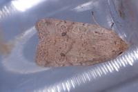 Propenistra laevis