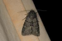 Apamea zeta