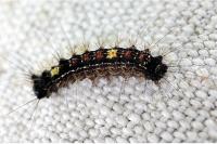 Lymantria dispar