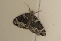 Ecliptopera silaceata