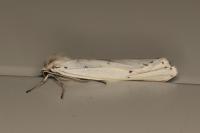 Coscinia cribraria cribraria