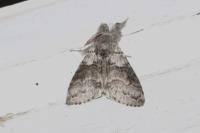 Calliteara pudibunda