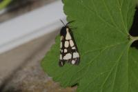 Arctia villica