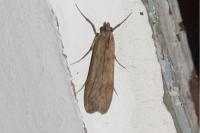 Nomophila noctuella