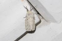 Spilosoma lubricipeda