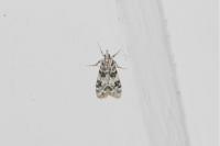 Eudonia delunella