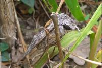 Agrius convolvuli
