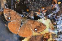 Orgyia antiqua