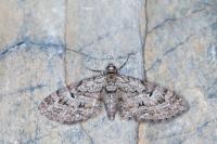 Eupithecia pusillata