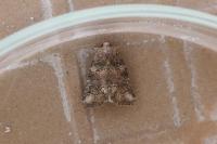 Bryophila vandalusiae