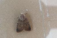Caradrina flavirena