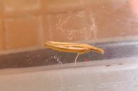 Agriphila tristella