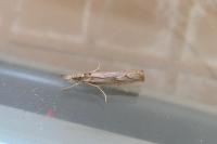Agriphila geniculea