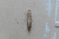 Ancylosis cinnamomella