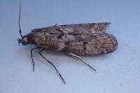 Pyla fusca