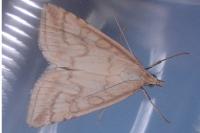 Udea lutealis
