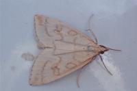 Udea lutealis